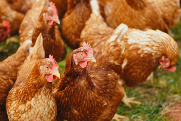 Poultry processor - Auckland