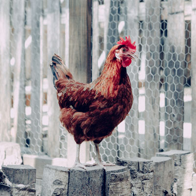 Poultry Processor – Christchurch