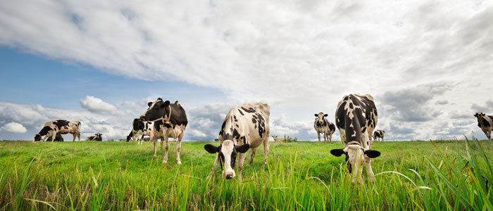 Cows in a field