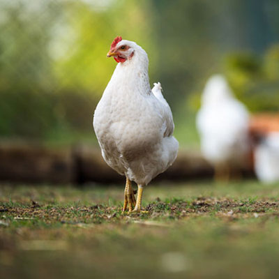 Poultry Processor – Auckland