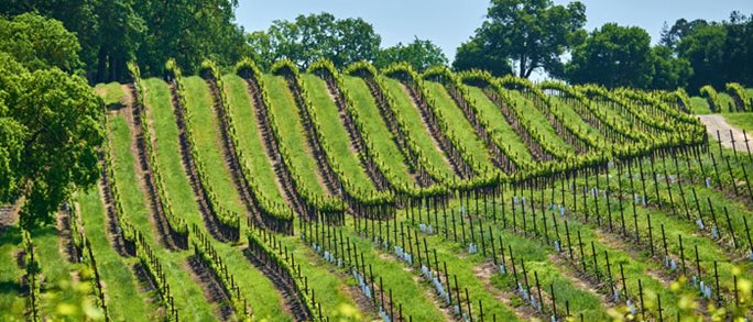 Vines at a winery